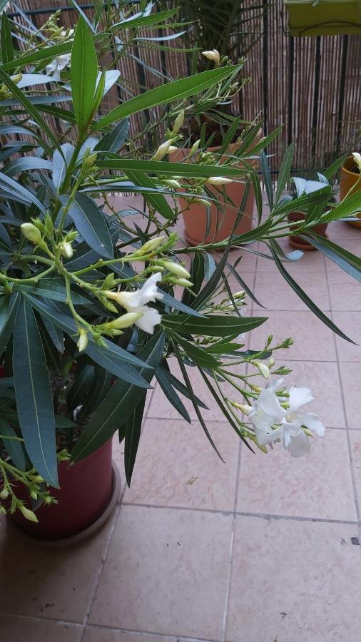 Nezignan Paradisio מראה חיצוני תמונה